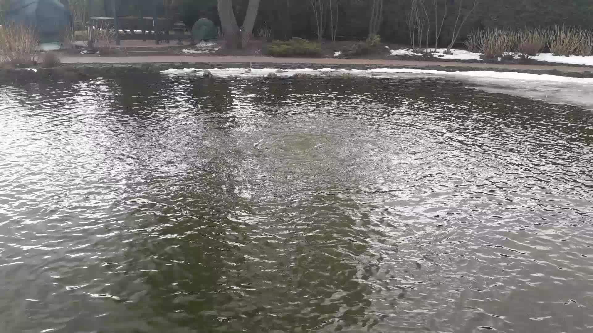 泉水从泉水中涌出视频的预览图