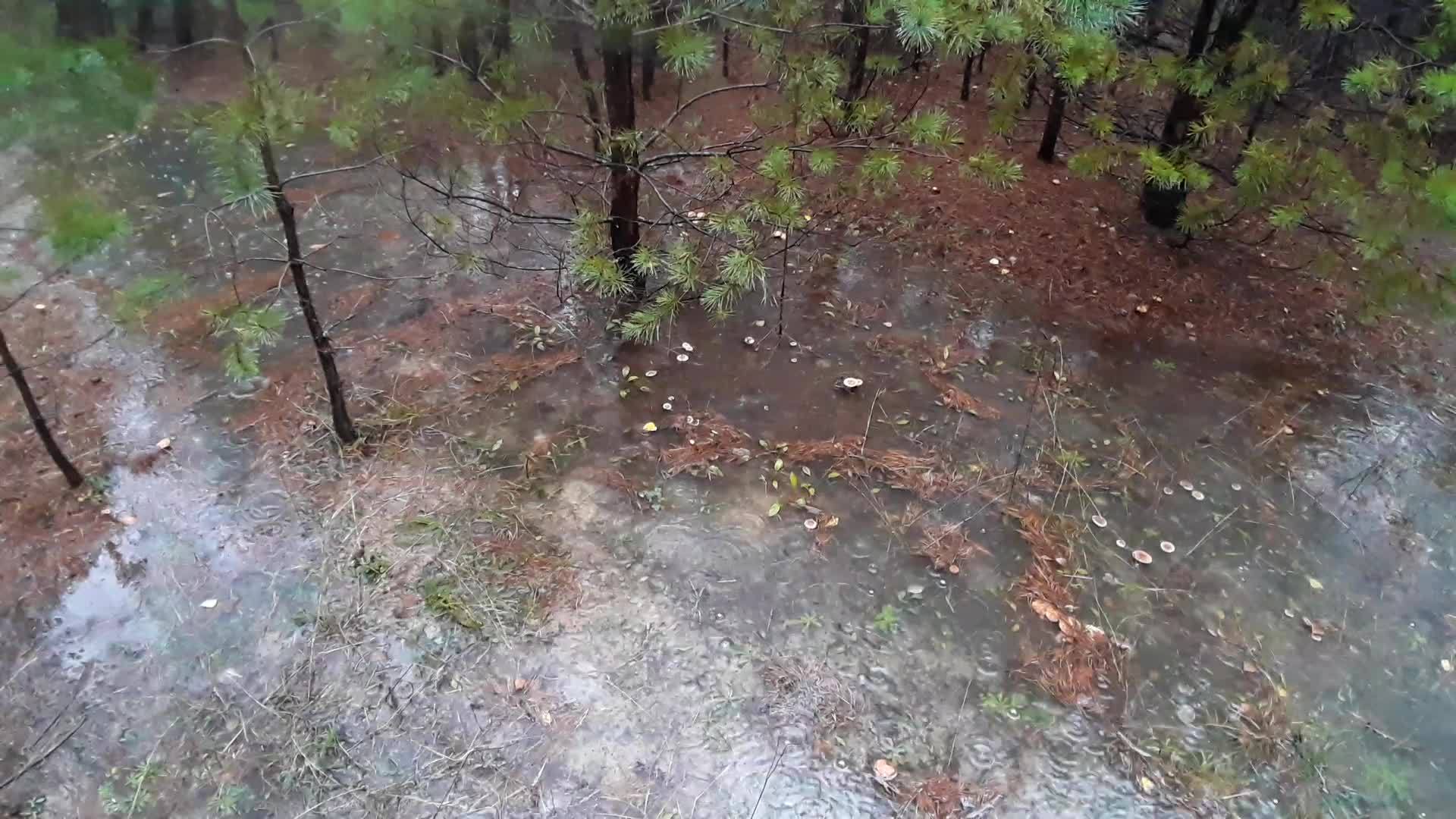 森林中的水坑形成了雨滴视频的预览图