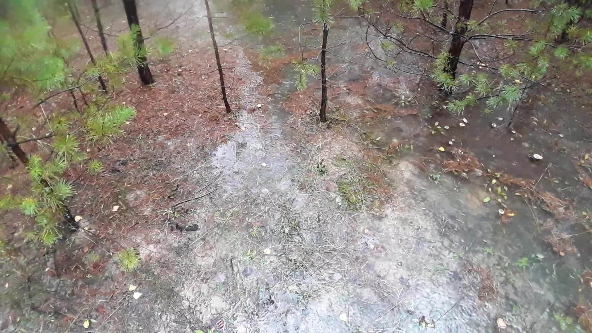 森林中的水坑形成了雨滴视频的预览图