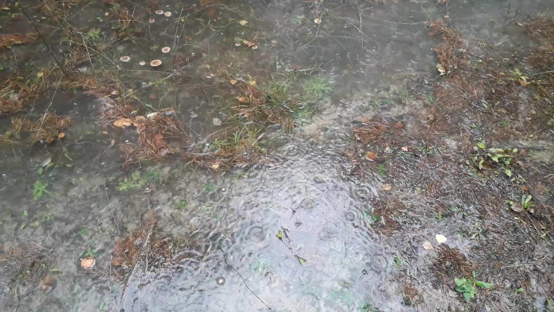 森林中的水坑形成了雨滴视频的预览图