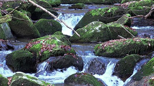 森林中的泉水自然环形背景声音等视频的预览图