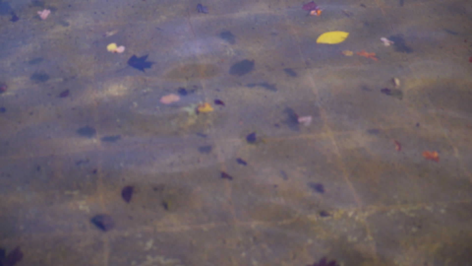 漂浮在水中的叶子视频的预览图