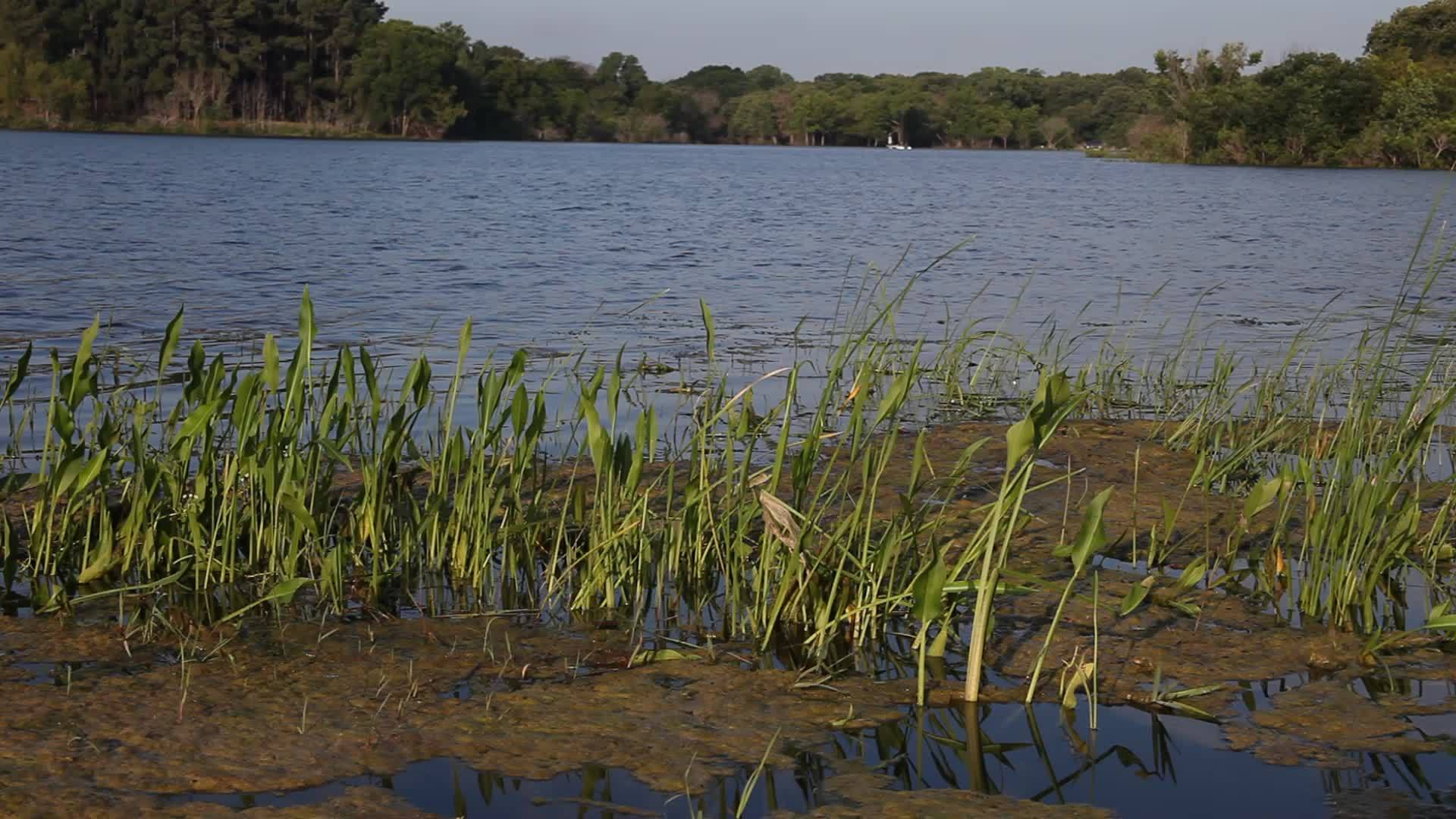 湖中的水厂视频的预览图