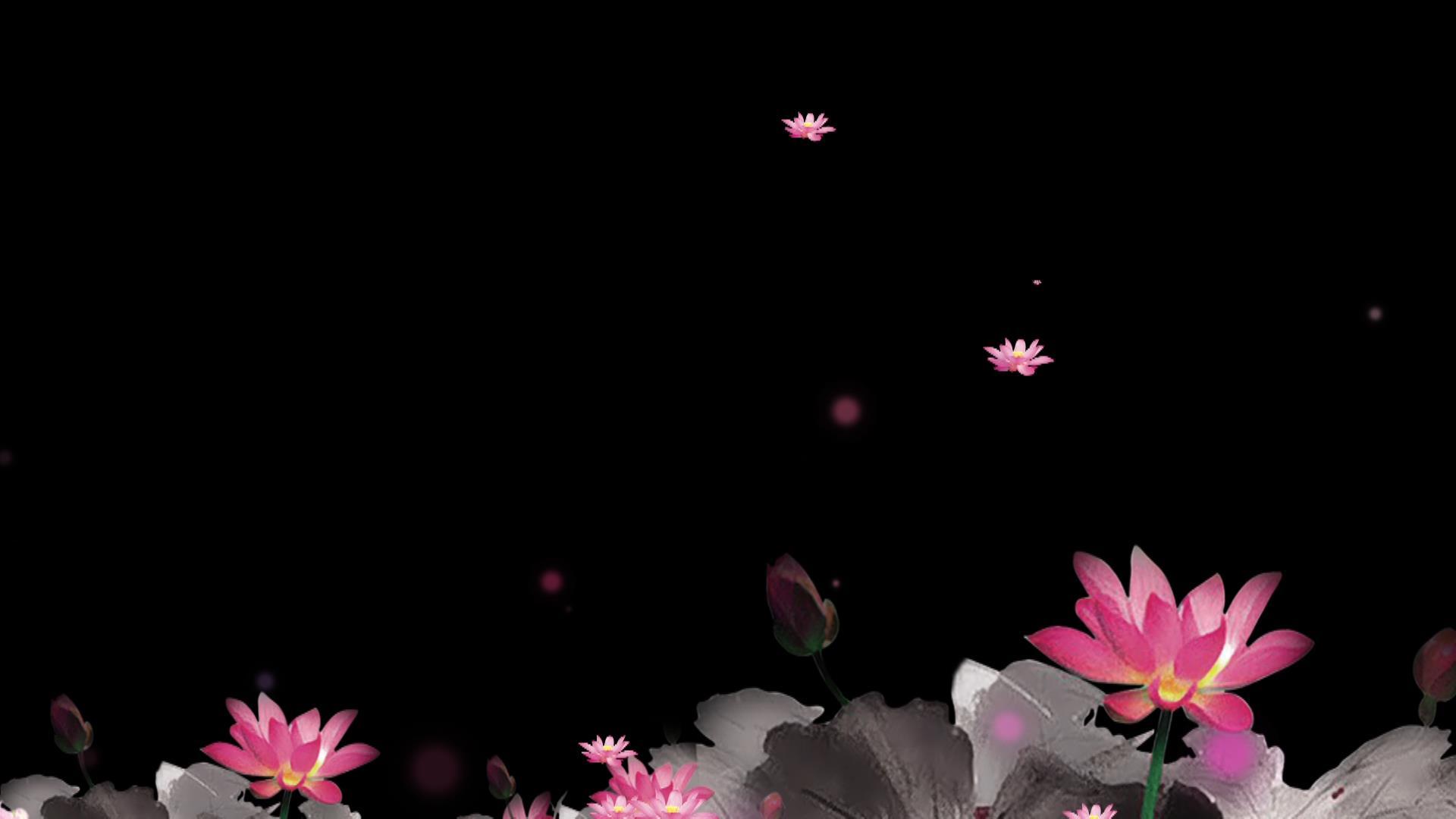 荷花莲花带通道视频的预览图