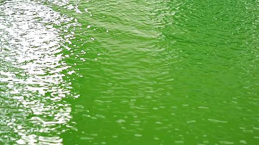 雨水落在绿色、纯净、清澈的水面上粉紫色的光线反射视频的预览图