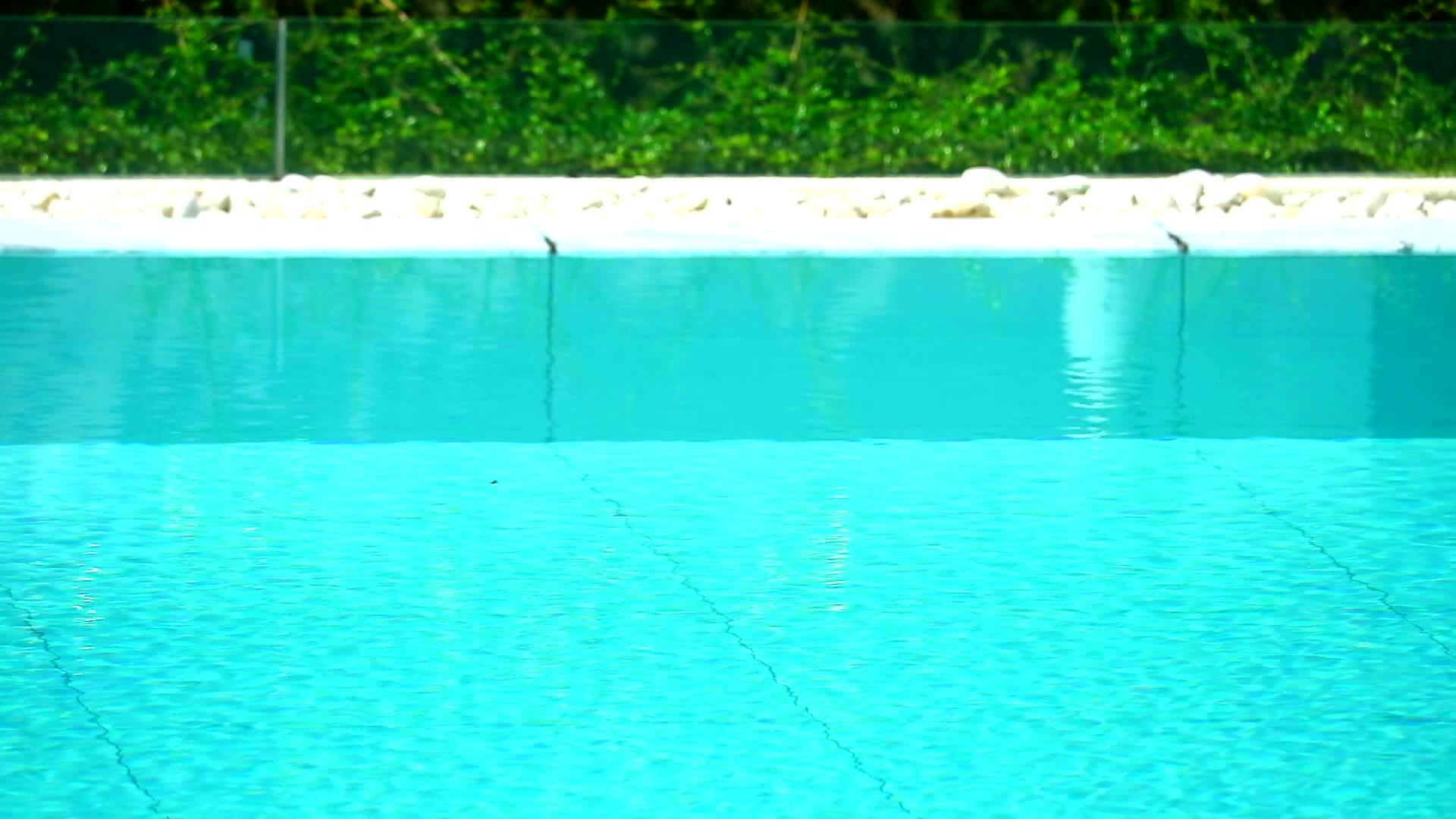 浅蓝色和绿色植物池边水面上的小波浪视频的预览图