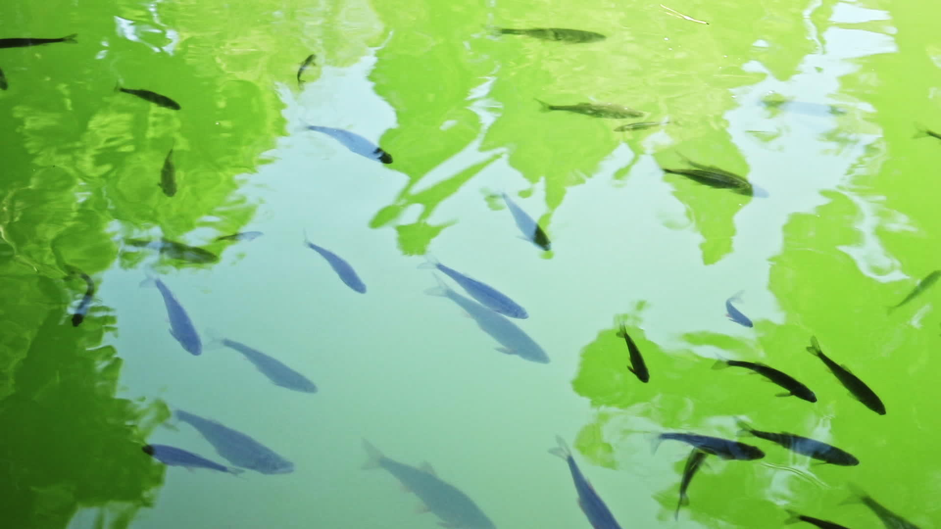 有鱼的池塘视频的预览图