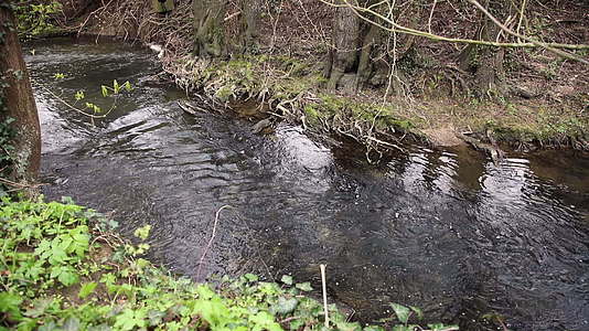 河床的水流在一棵老树旁边视频的预览图