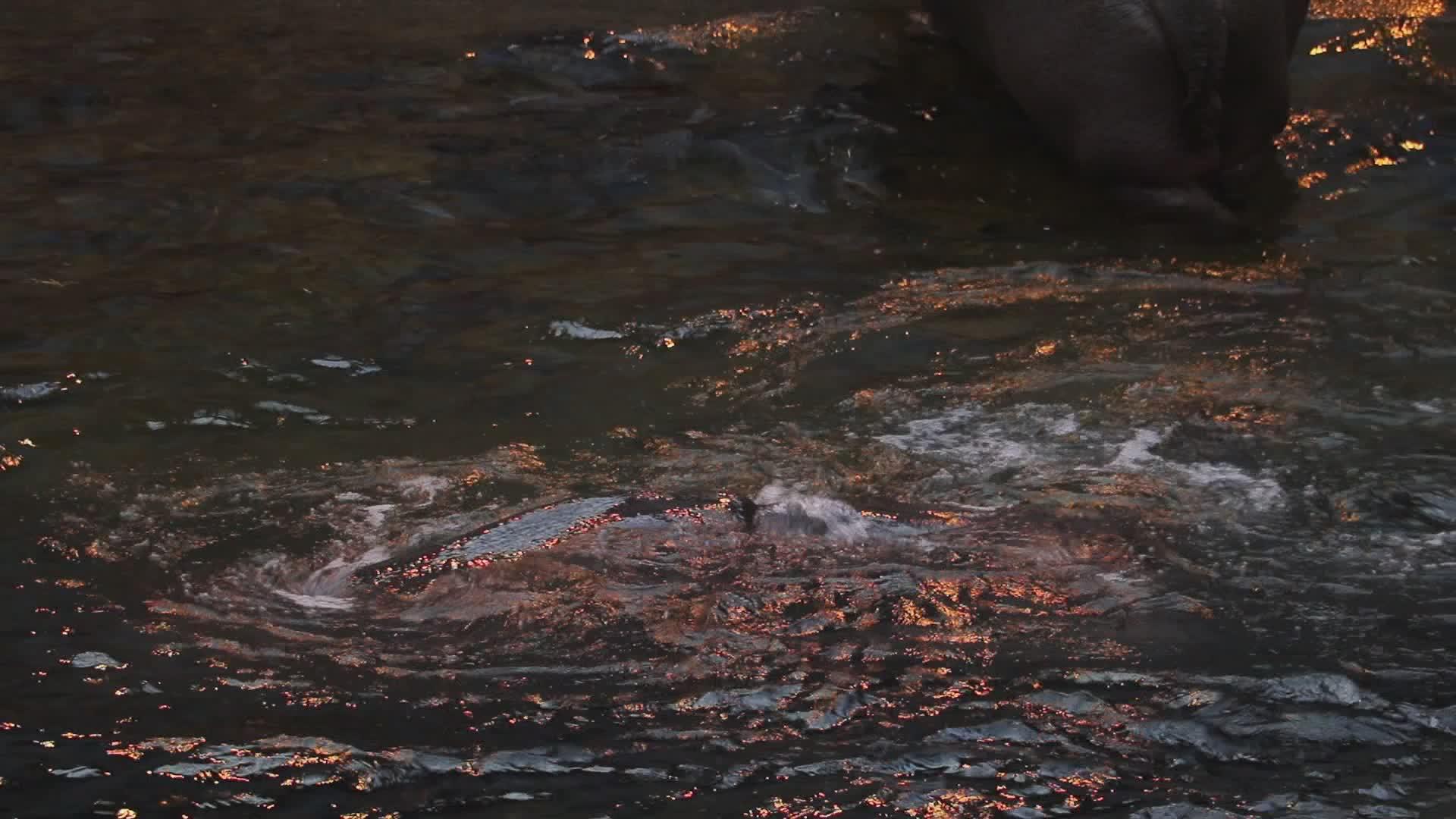 大成年河马在一个小池塘里游泳视频的预览图