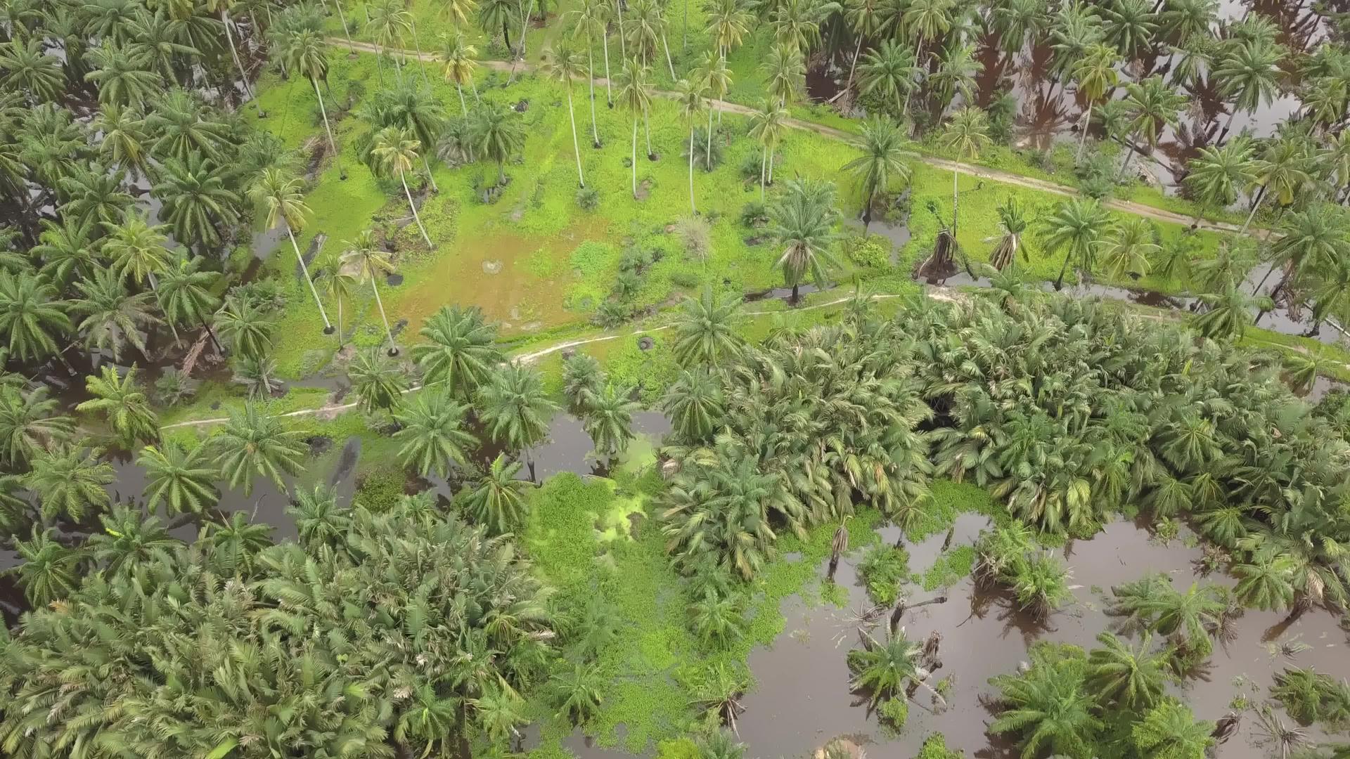 绿椰子和椰枣树视频的预览图
