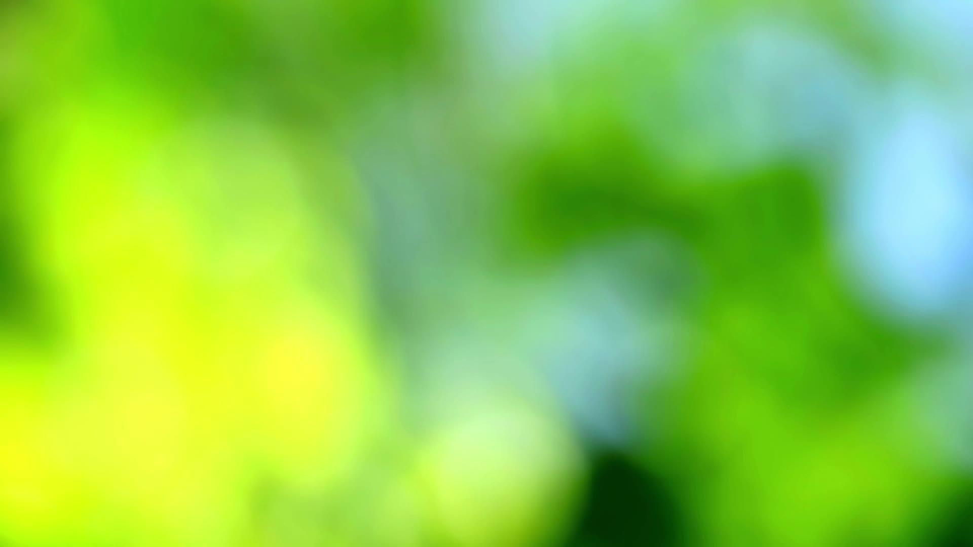 花园花树上的黄蓝色抽象而模糊的色叶视频的预览图