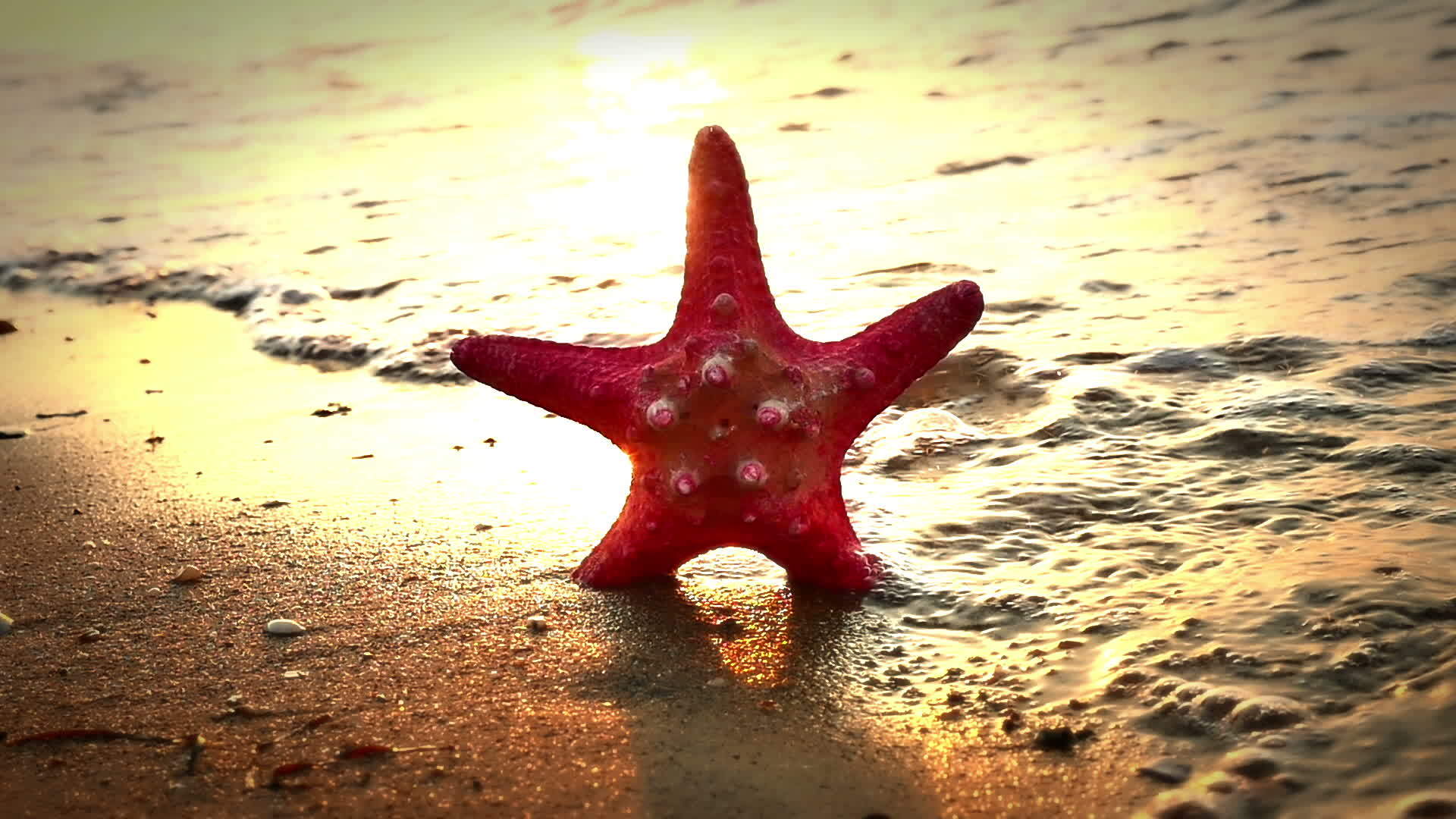 海星在海滩日落视频的预览图