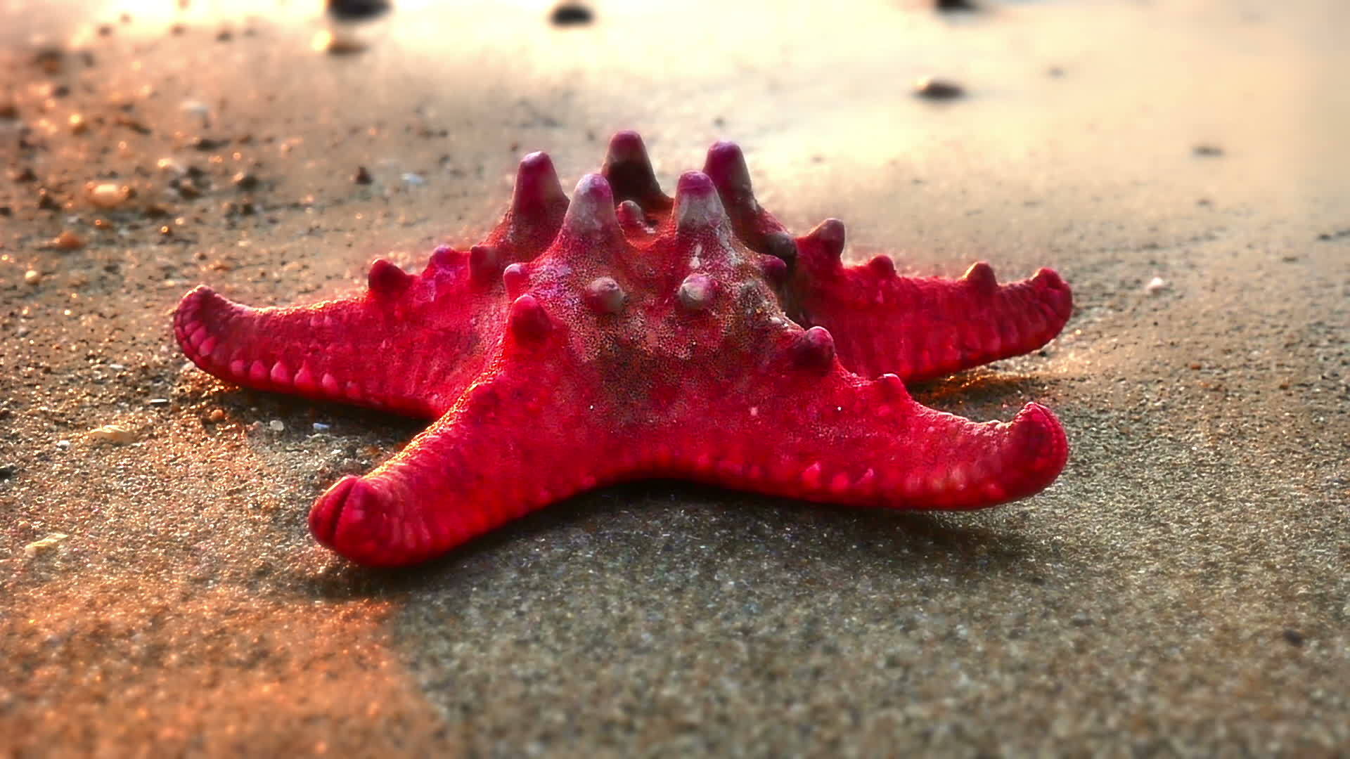海星在海滩日落视频的预览图