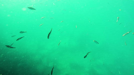 小鱼在诺韦寒冷的北极水域慢慢地游泳视频的预览图
