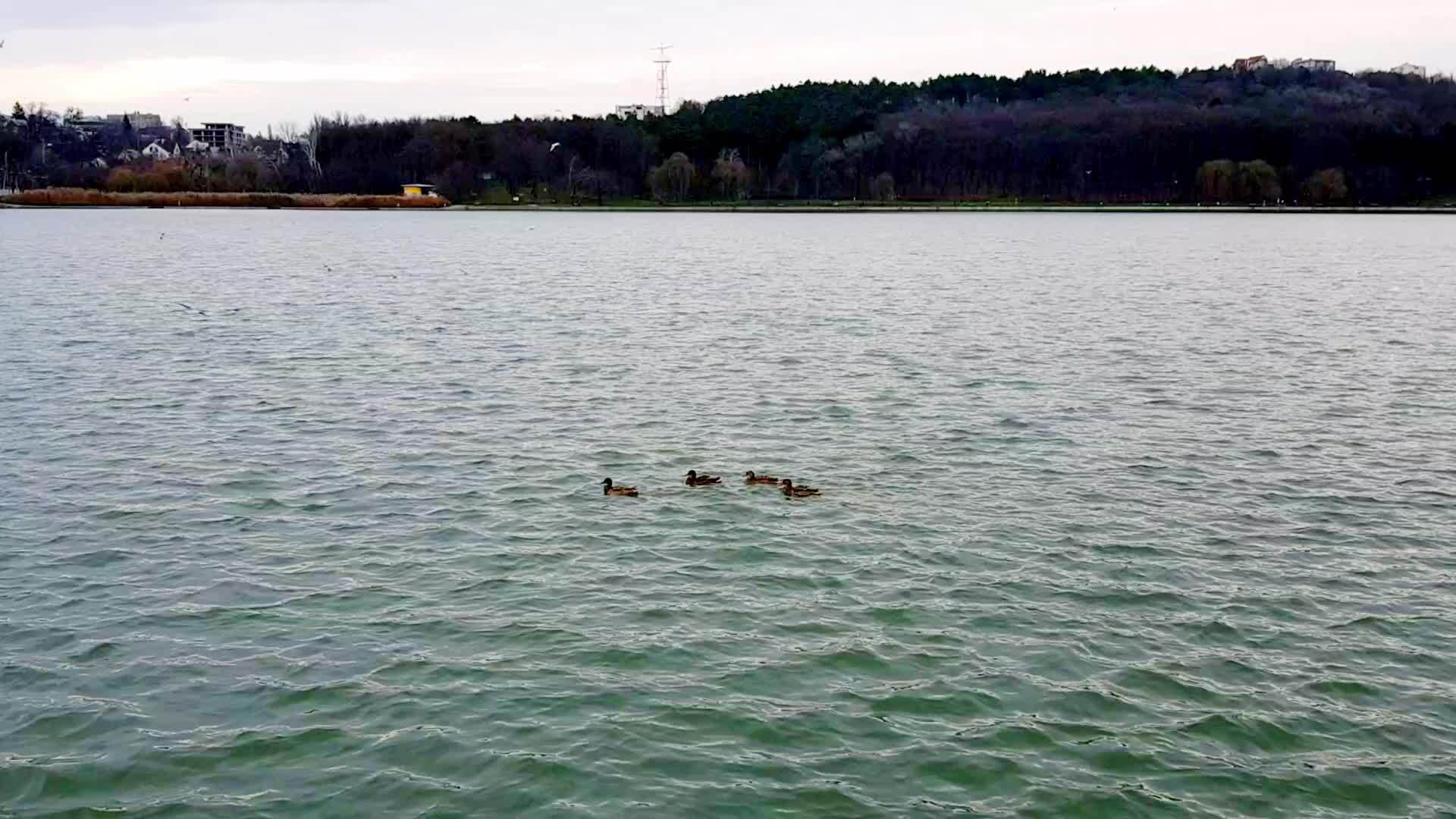 海鸥和野鸭在城市湖边游泳视频的预览图