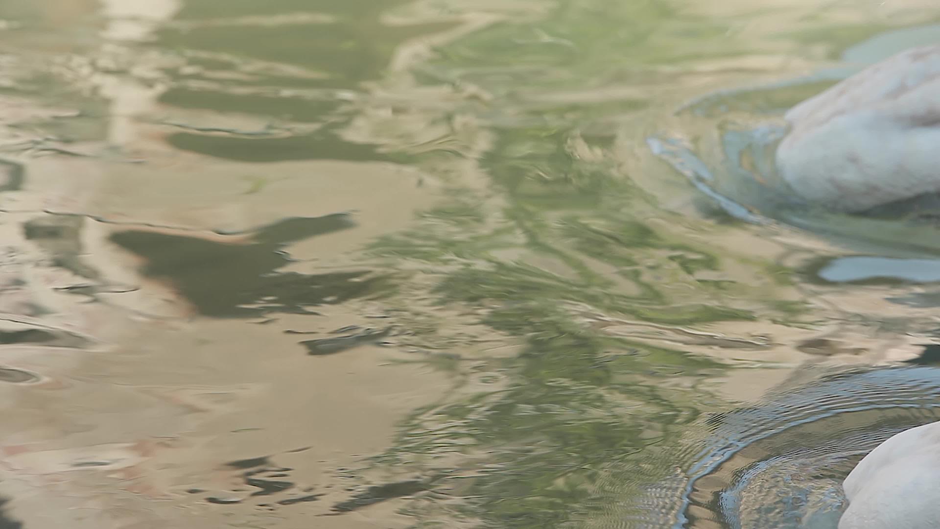 水中的天鹅2视频的预览图