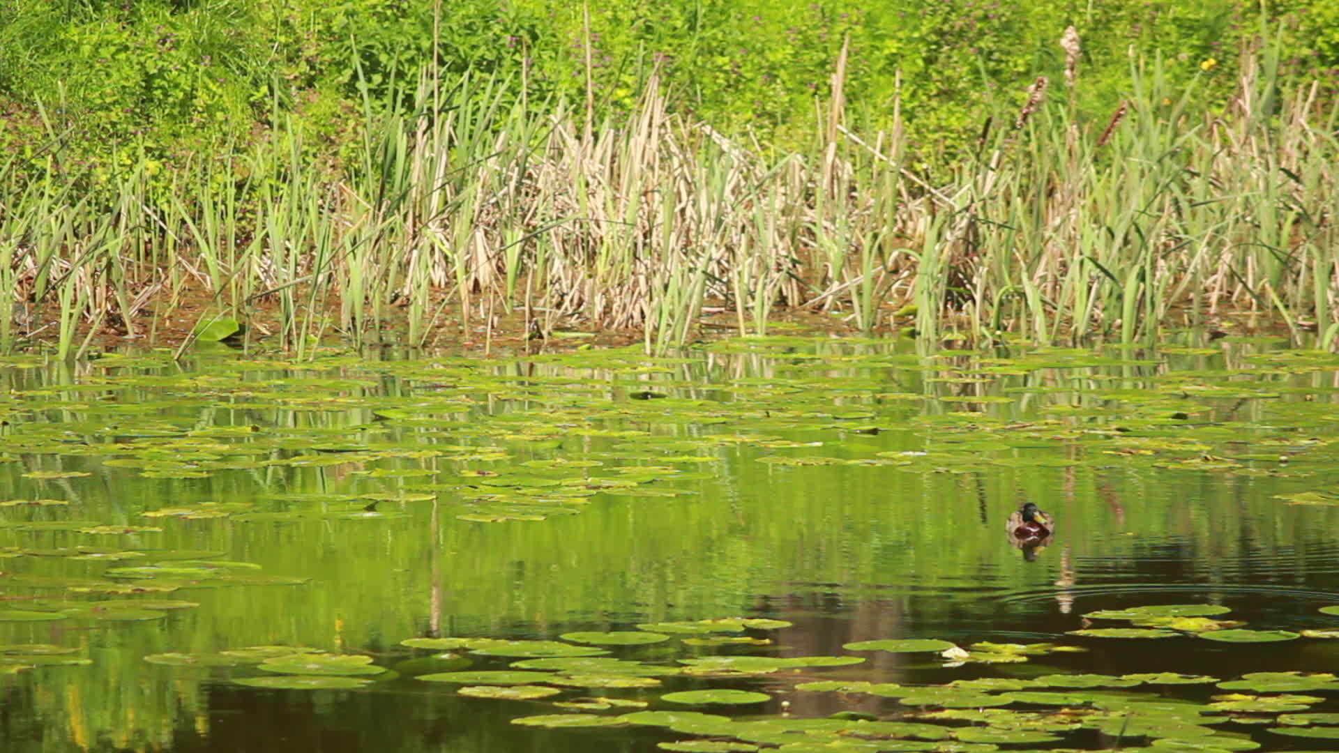 鸭子在湖边的浮点视频的预览图