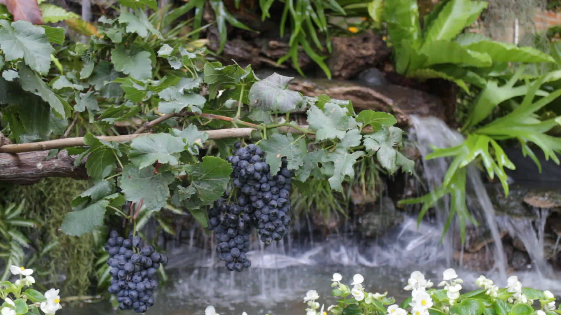 装饰在瀑布前的葡萄视频的预览图