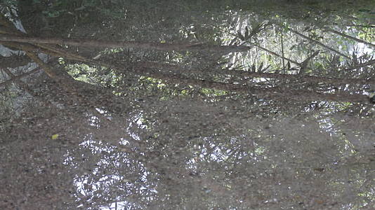 森林中的水溪视频的预览图