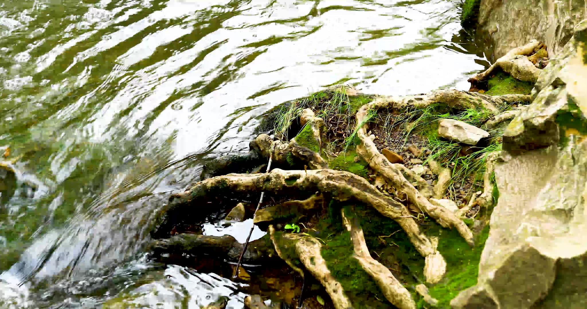 水从根和苔藓中流出视频的预览图