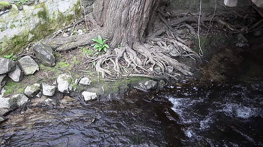 河流流过一棵大树的根视频的预览图