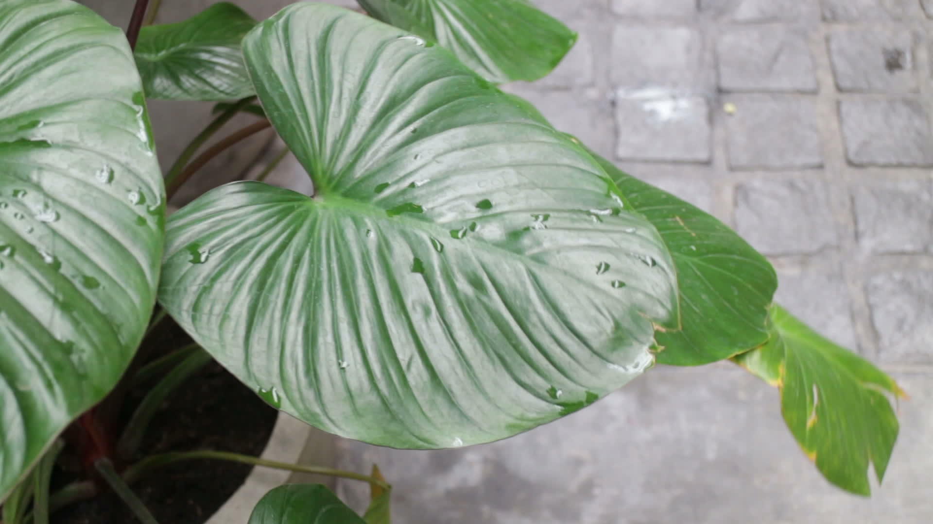 绿叶植物上的水滴视频的预览图