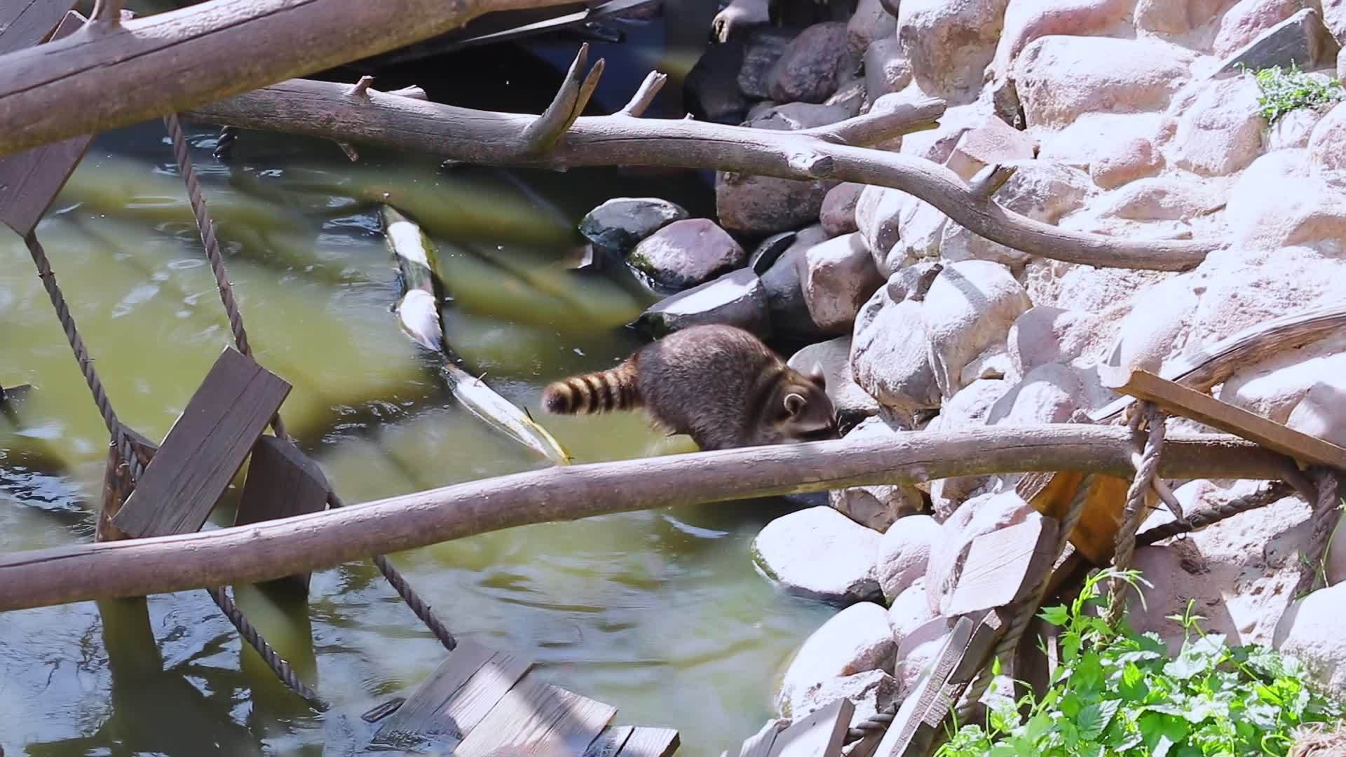 湖里的浣熊会冲进水里视频的预览图