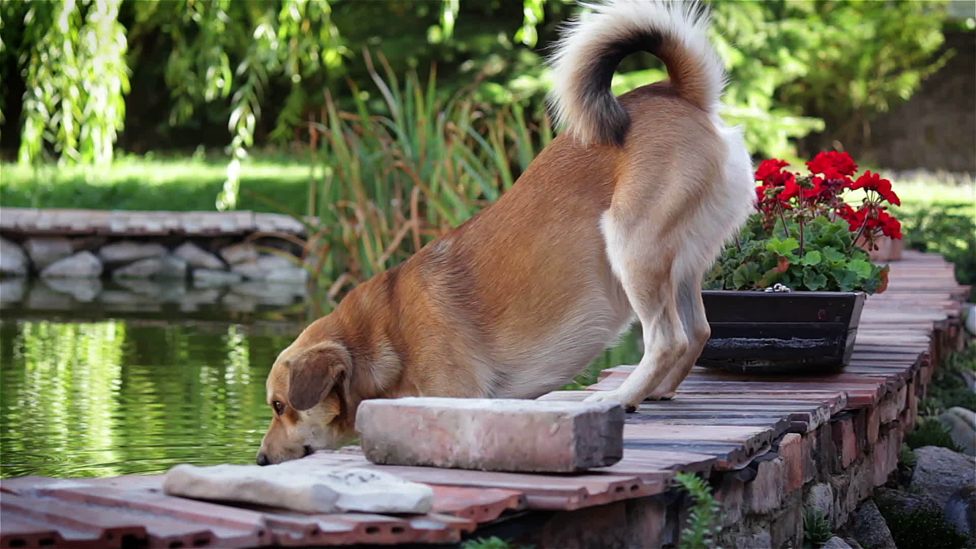 从池塘里喝狗视频的预览图