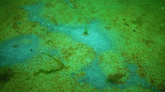 海菇底部发霉环境条件丰富海洋污染黑海敖德萨视频的预览图