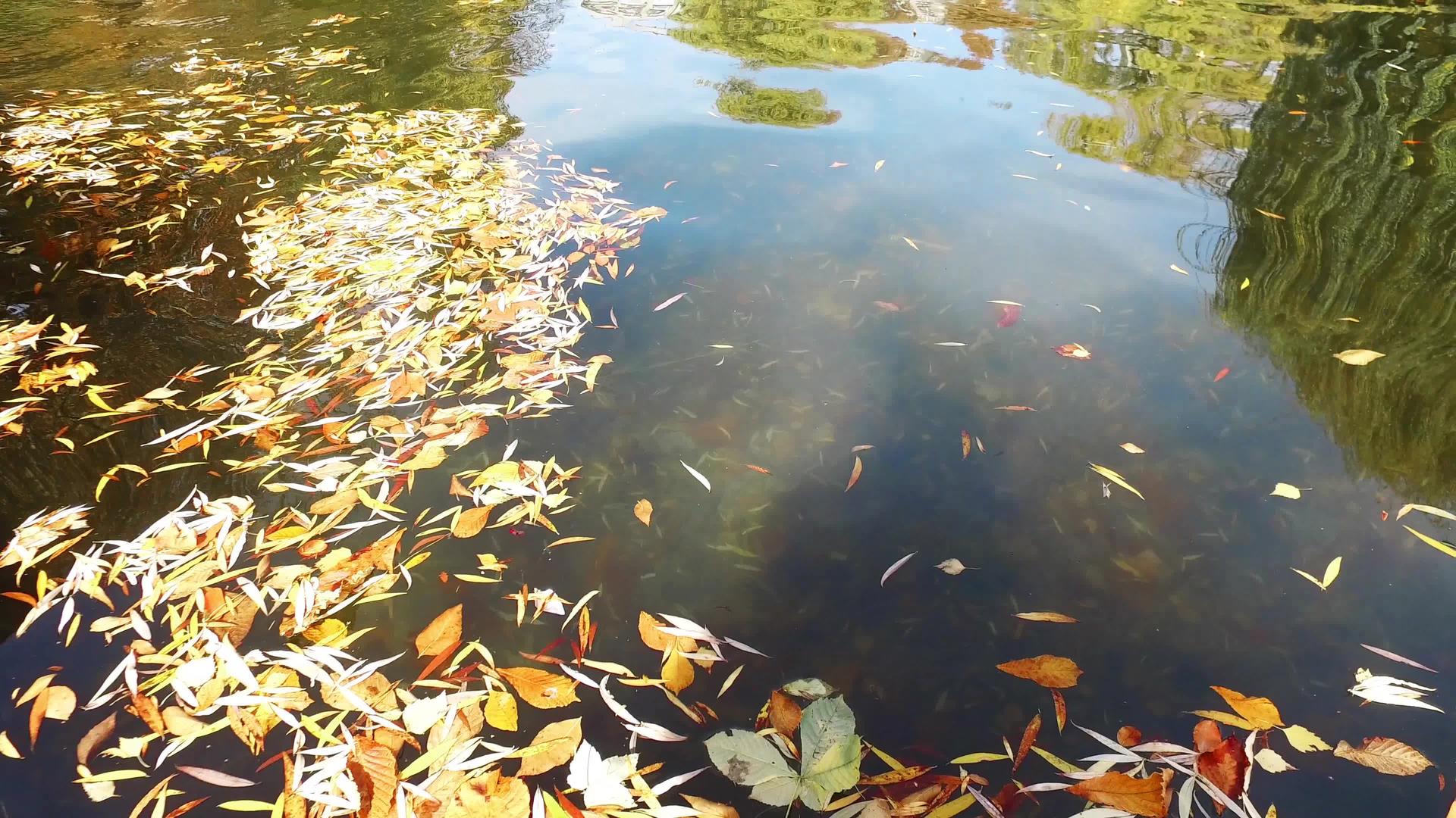 秋天黄色的绿叶在水面上游泳视频的预览图