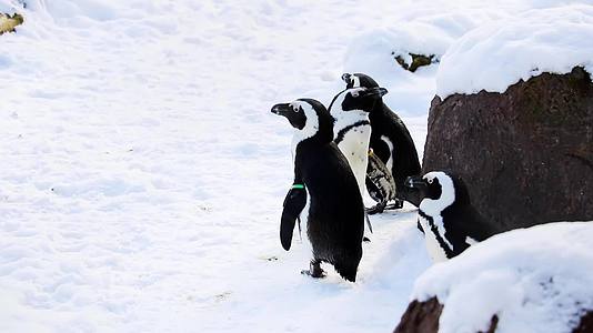 有趣的小企鹅站在雪地上视频的预览图