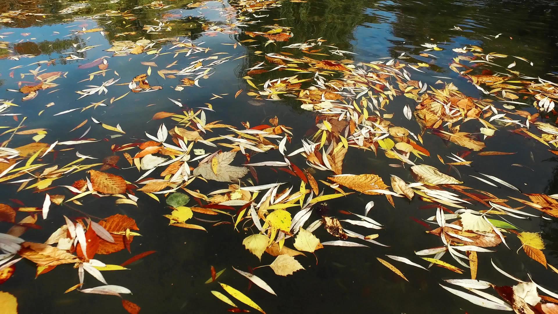 各种多彩的秋叶湖表面视频的预览图