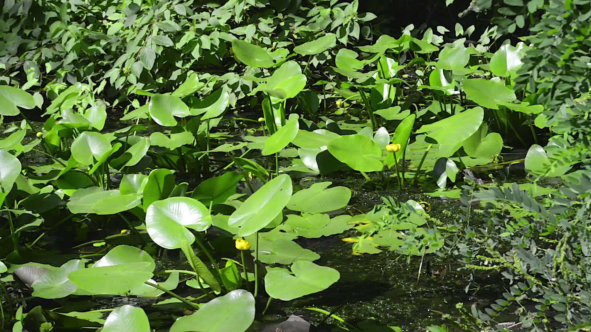 在水池里的黑黄色Nupharlutea视频的预览图