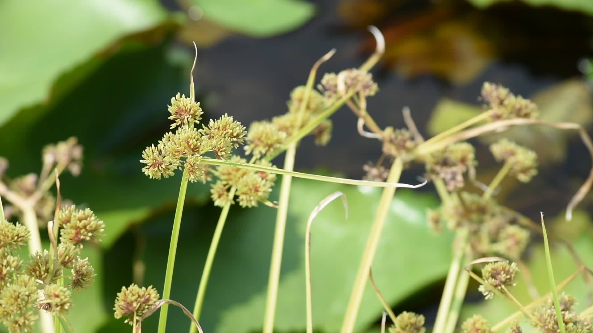 绿色的花朵在莲花池的风中摇曳视频的预览图