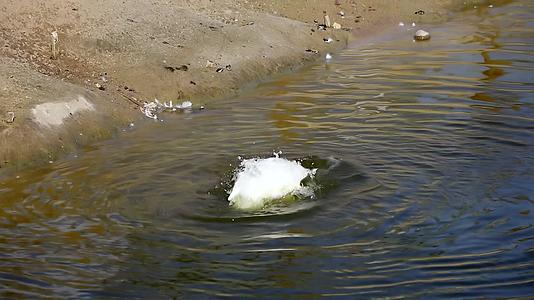 一只有趣的白鸭被冲进水里视频的预览图