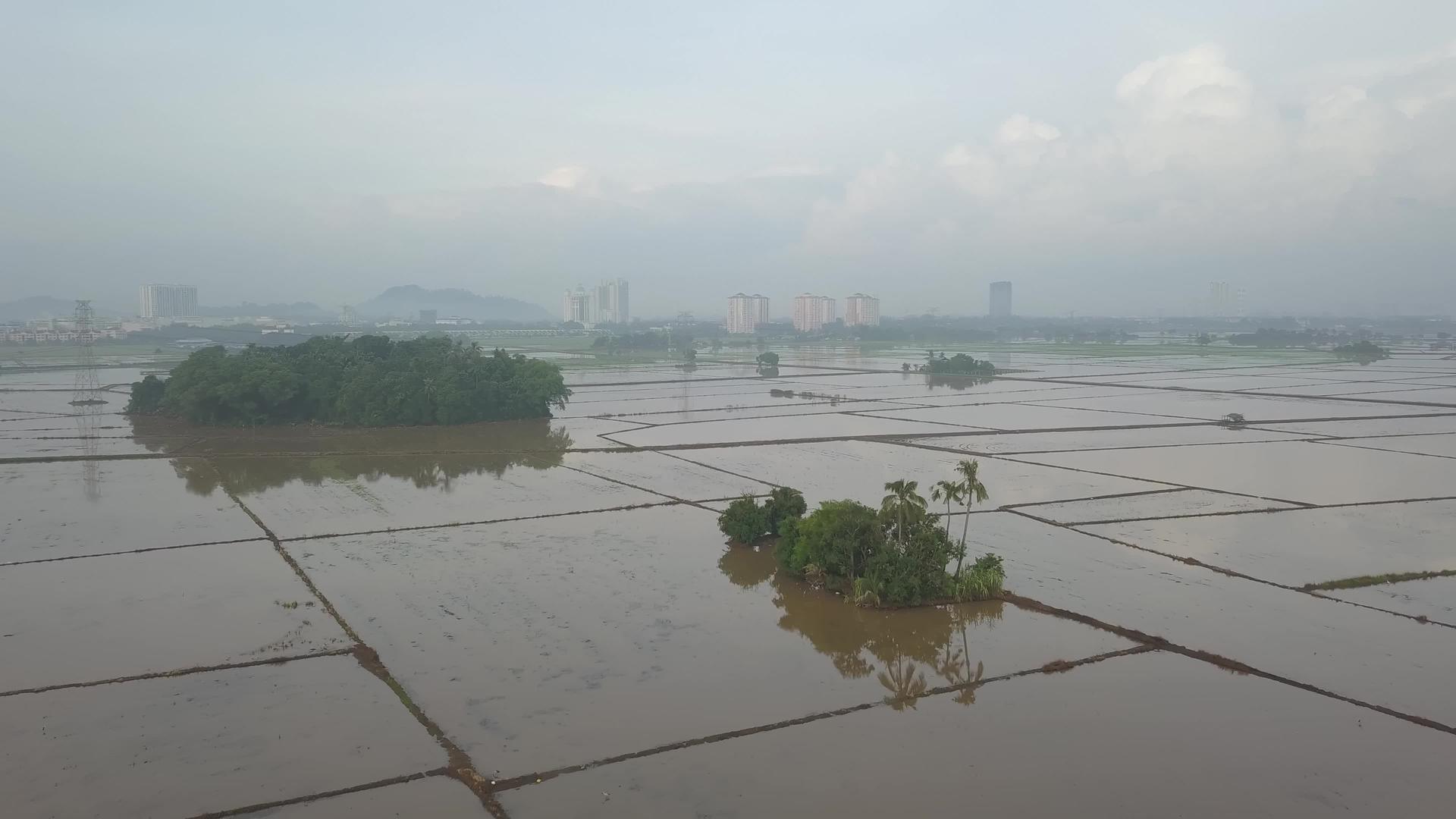 椰子树在洪水中飞过视频的预览图