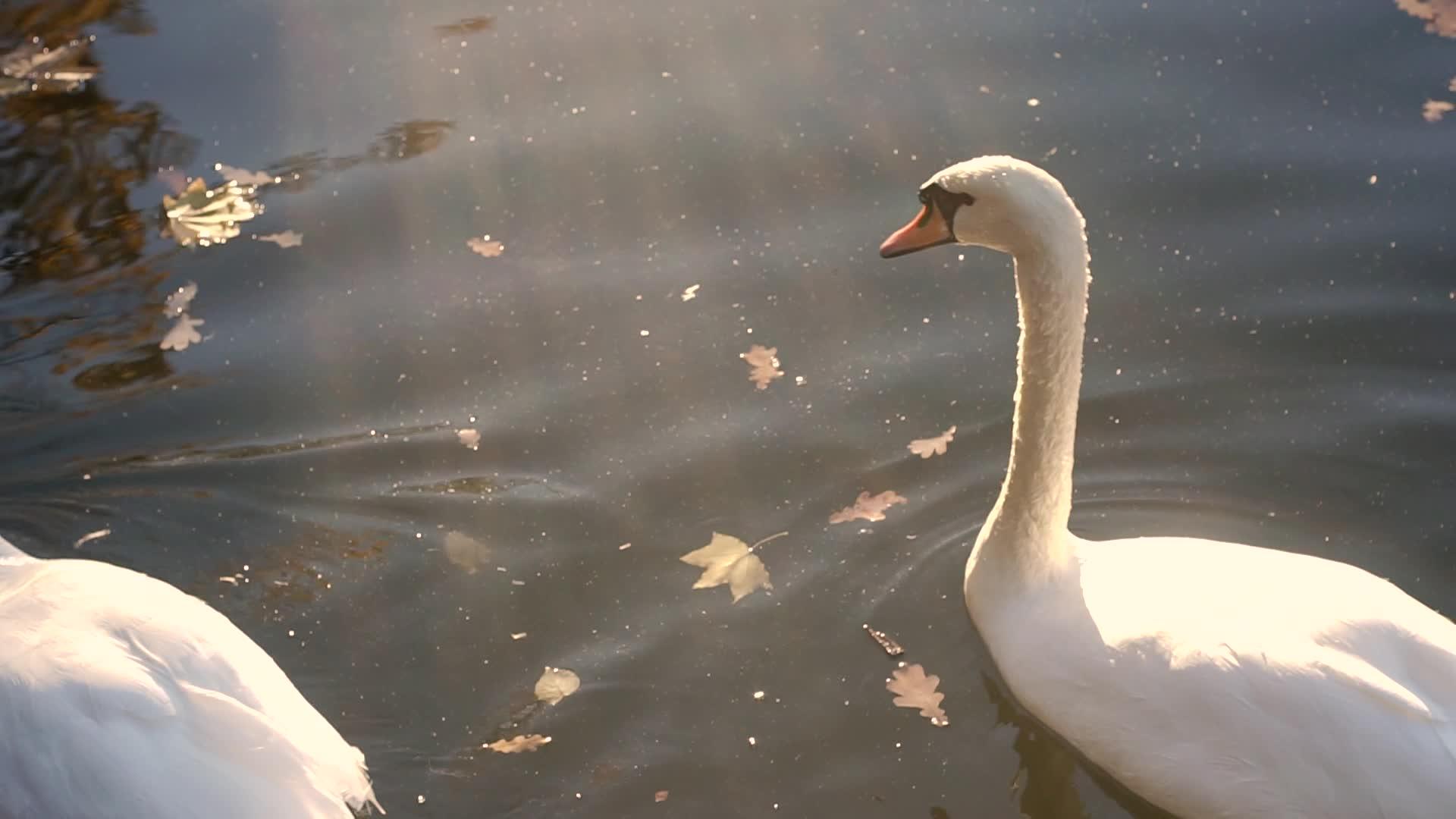 三只天鹅在湖上游泳视频的预览图