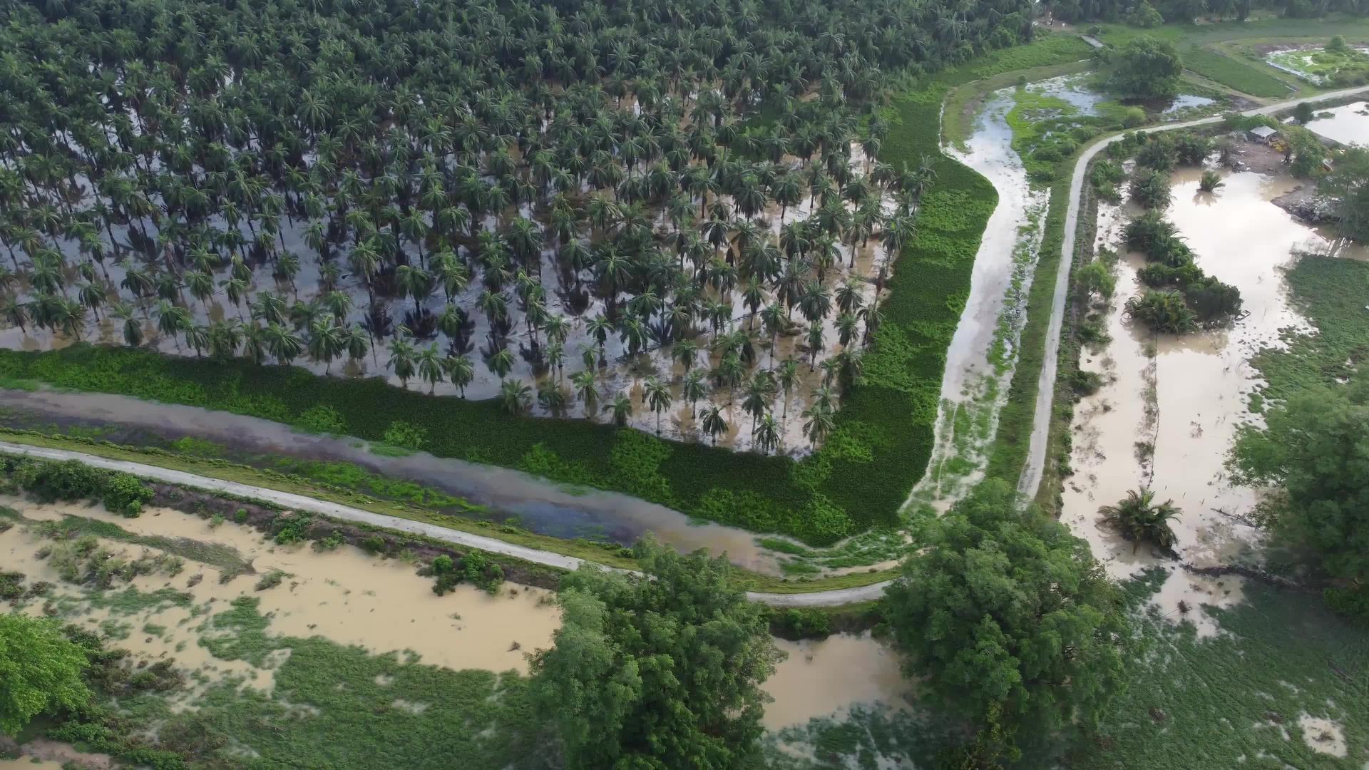 棕榈油洪水的空气视图反射视频的预览图