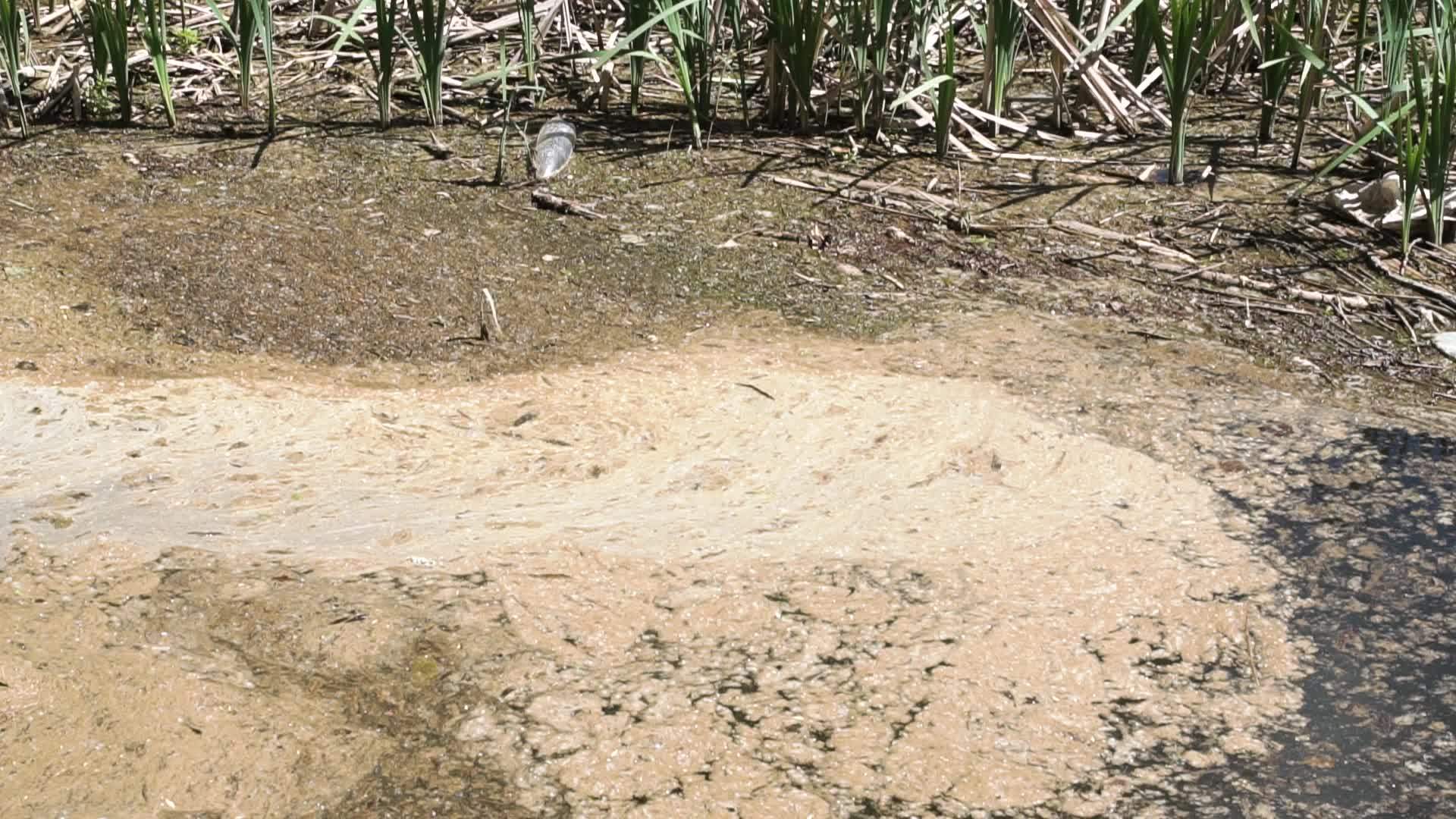 自然生态污染视频的预览图