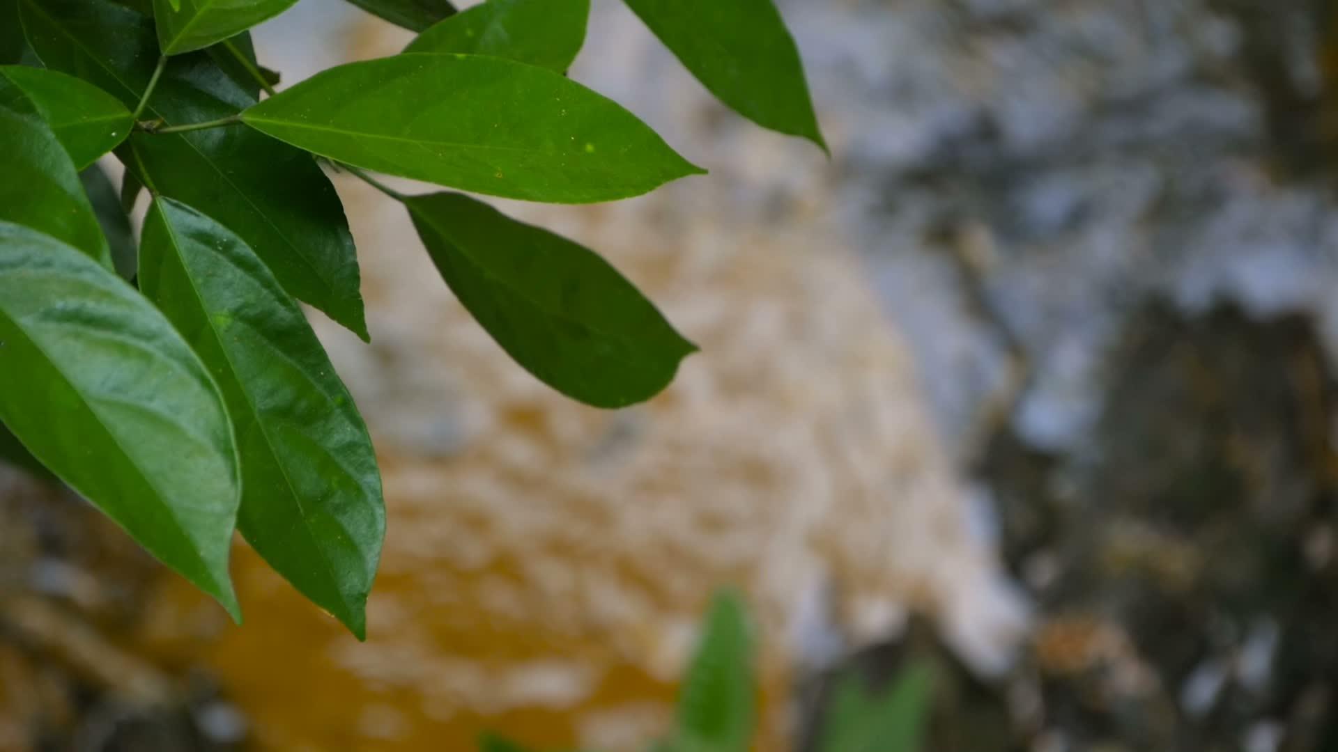 阳光明媚的森林里的水流视频的预览图