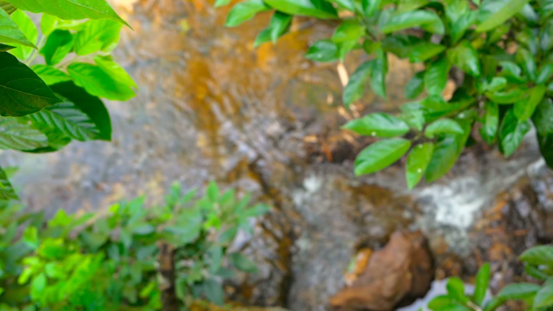 阳光明媚的森林里的水流视频的预览图