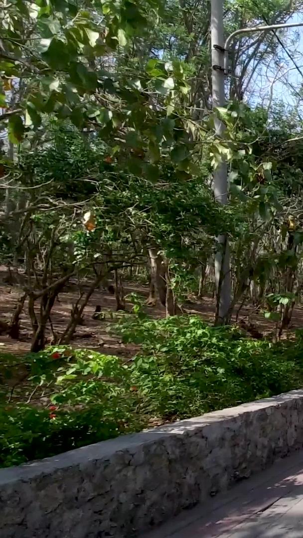 巴厘岛情人崖景区步道实拍视频视频的预览图