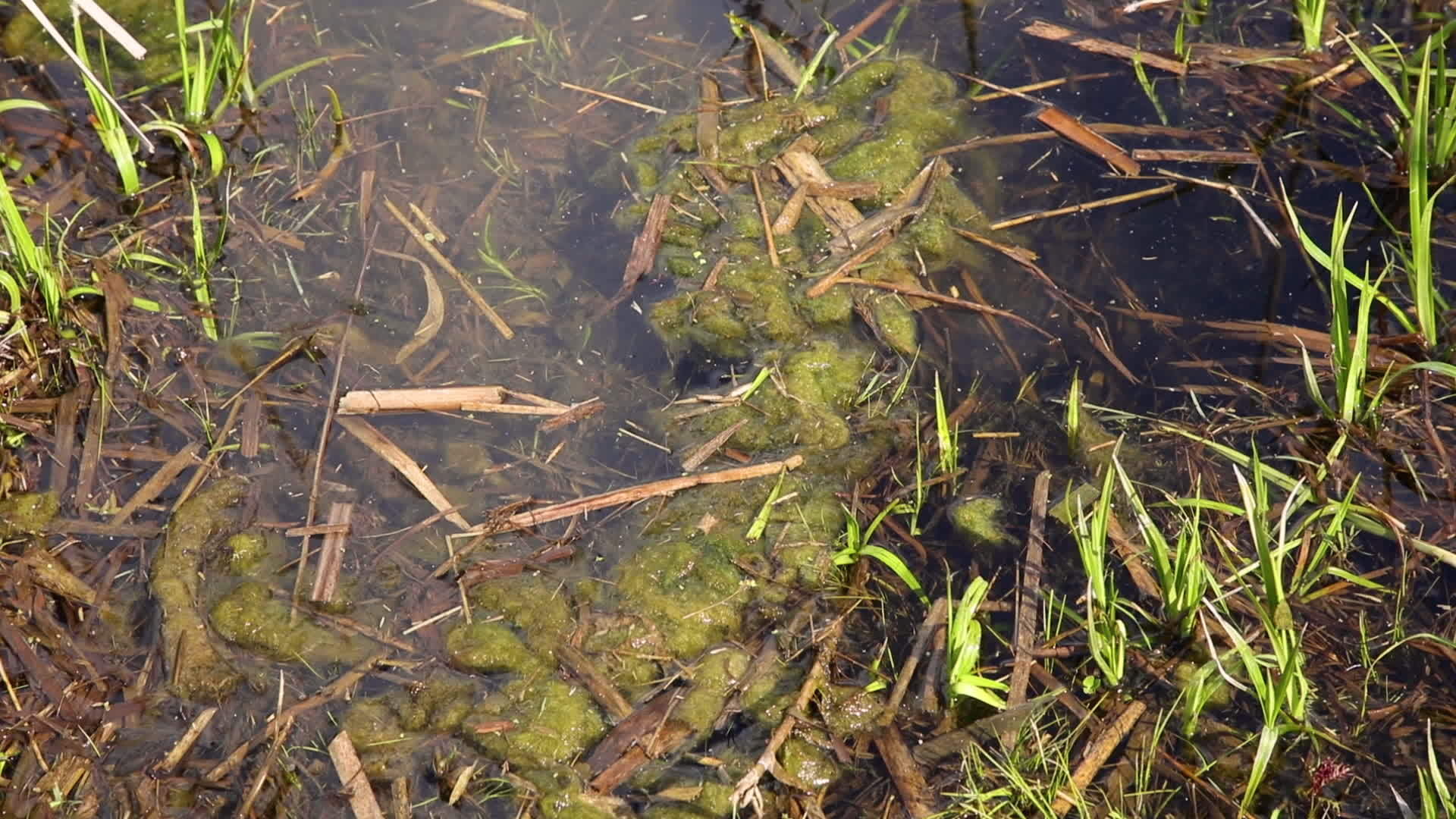 池塘里的水封闭草地视频的预览图