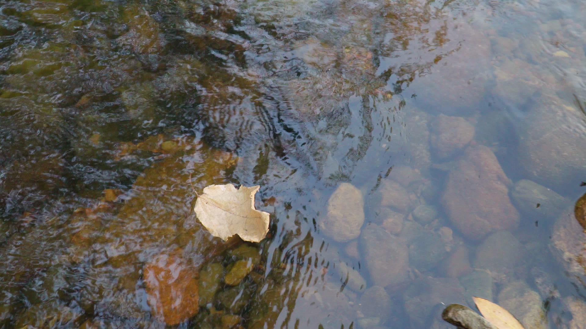 秋叶漂浮在水面上干叶漂浮在溪流中视频的预览图