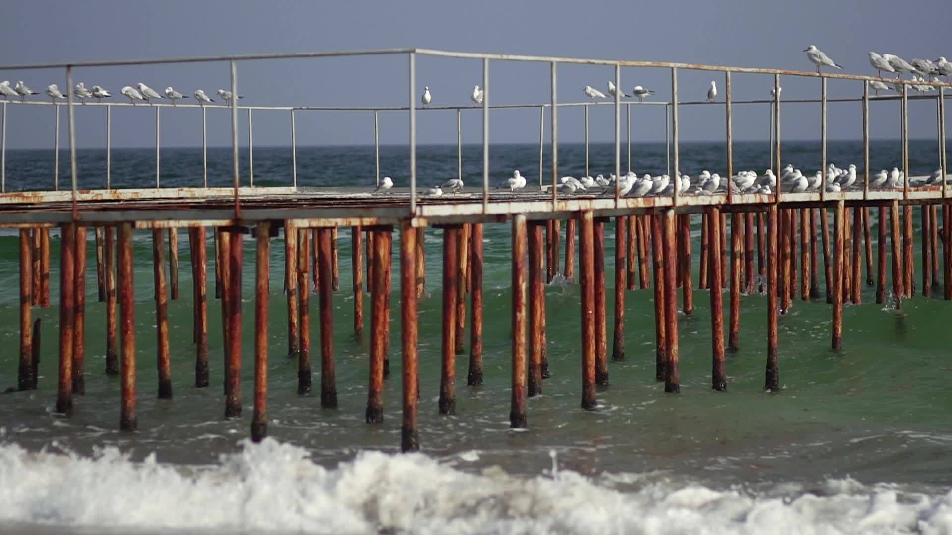海鸥在海上的铁码头上视频的预览图