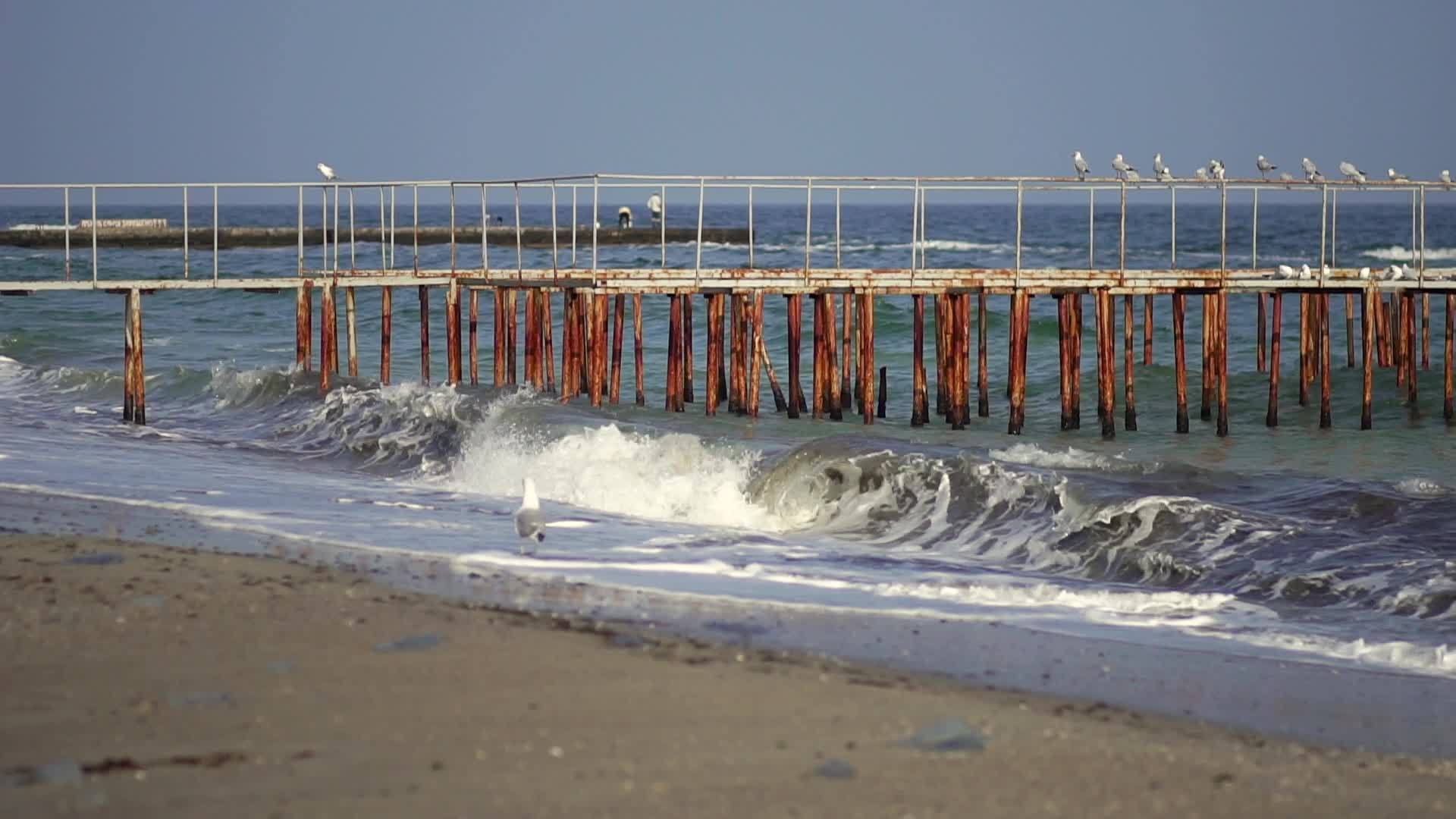 海鸥在海上的铁码头上视频的预览图