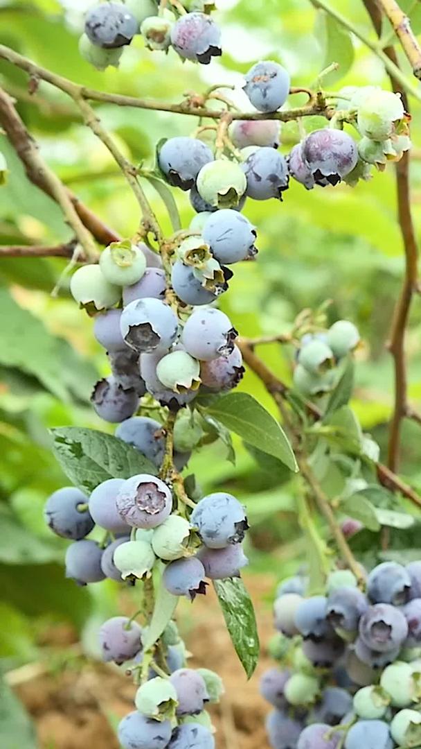 成熟的蓝莓视频的预览图