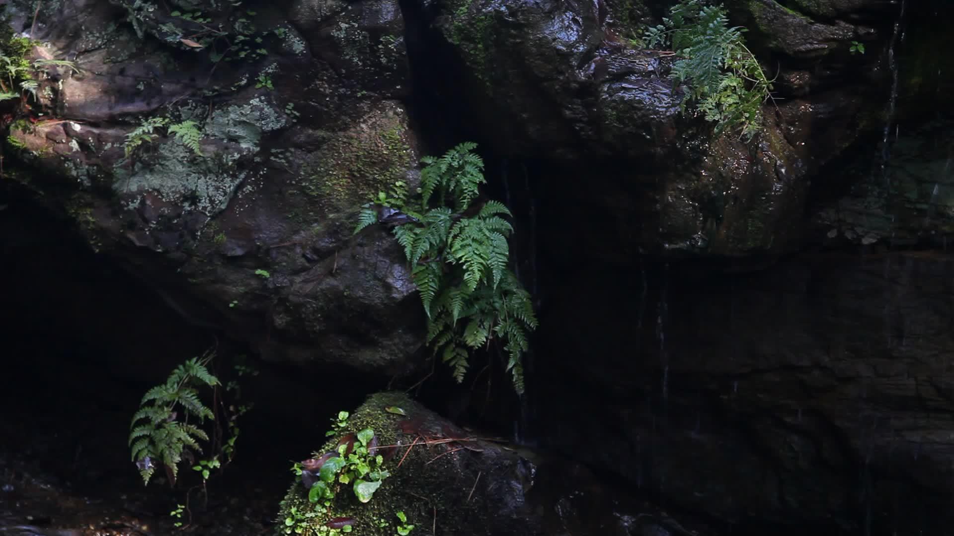 植物生长在水滴周围视频的预览图