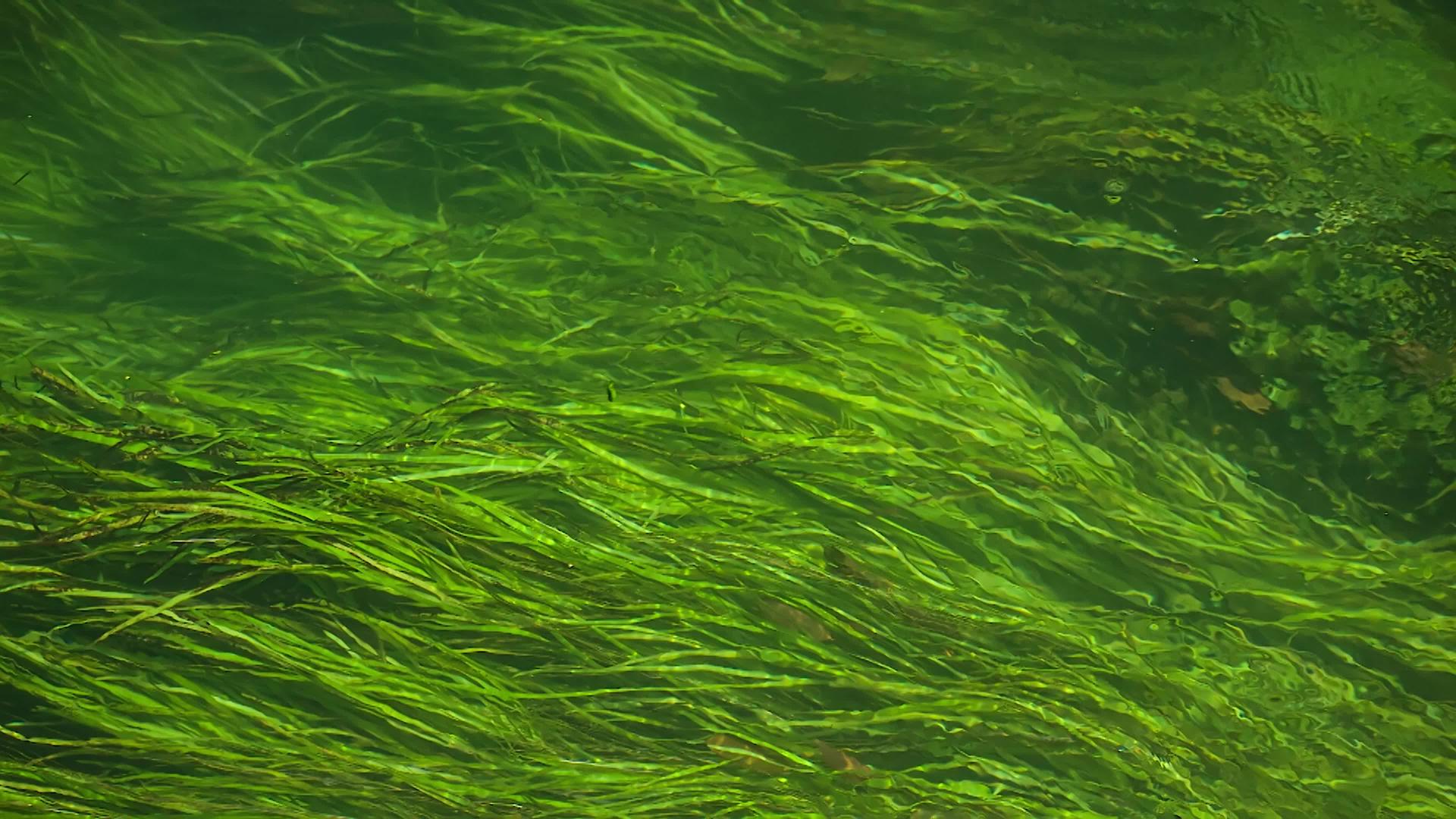 水藻类纹理视频的预览图