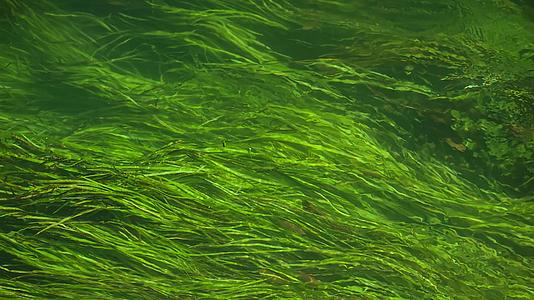 水藻类纹理视频的预览图